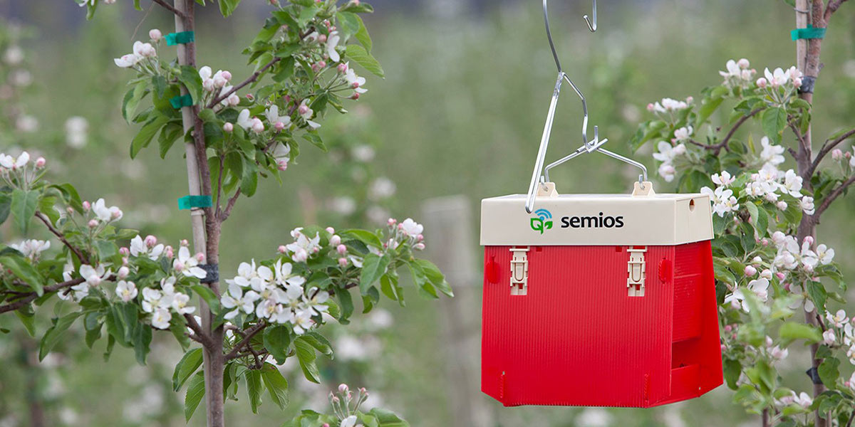 Mele, trappole e feromoni contro Carpocapsa e Cydia molesta